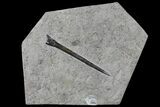 Fossil Belemnite (Youngibelus) - Germany #106365-1